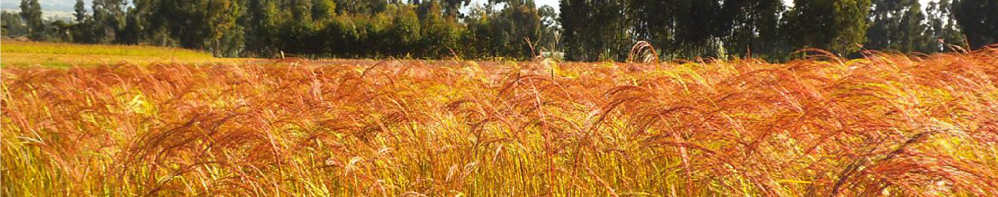 kokobteff